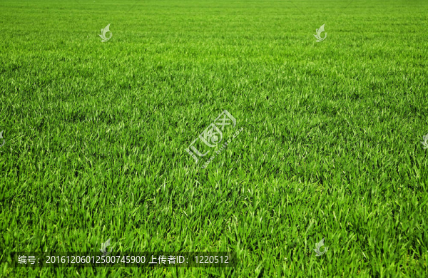 田野上多汁的綠草組成的背景