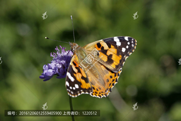 Vanessa,cardui；涂女士