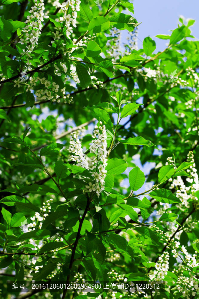 開花的樹枝在春天的藍(lán)天上