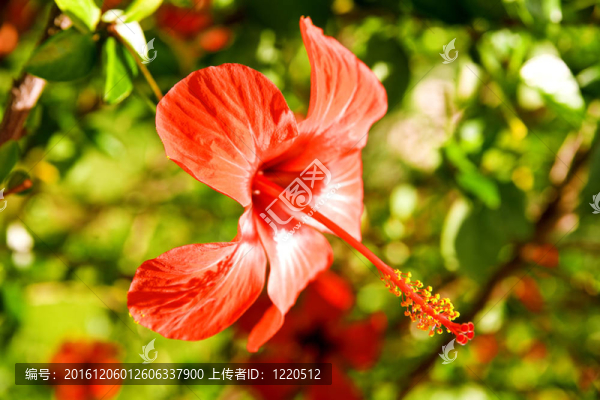 美麗的紅色花朵在夏季抵御綠色植被