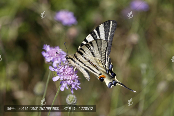旖鳳蝶蝴蝶