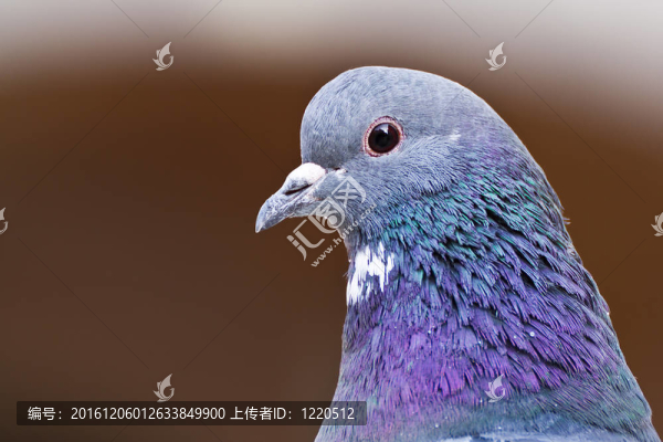 鴿子的頭