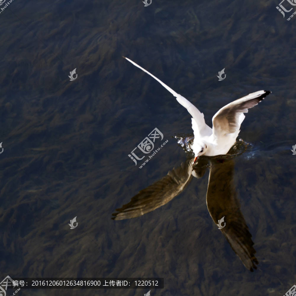 海鷗