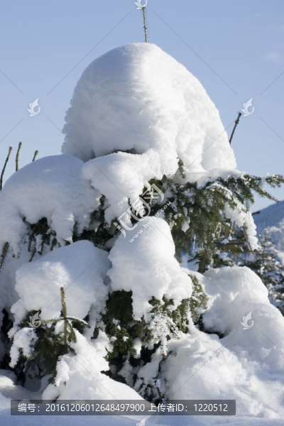 覆蓋著雪的小樅樹(shù)