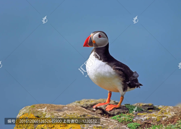 海雀