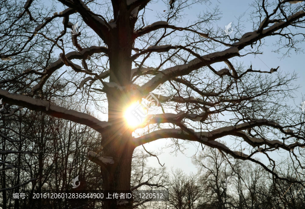 冬日里陽光穿透老橡樹的雪枝