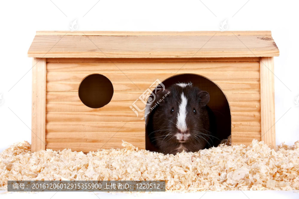 豚鼠在一个木制小房子