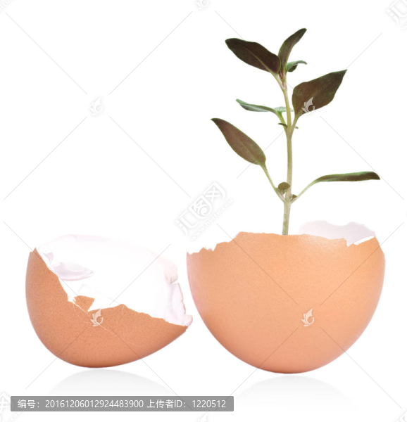 蛋殼和植物