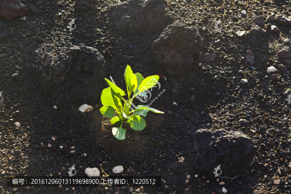稀疏的植被在蒂曼法亞火山山國家公園