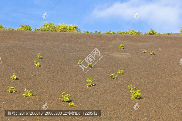 稀疏的植被在蒂曼法亞國家公園路線的火山