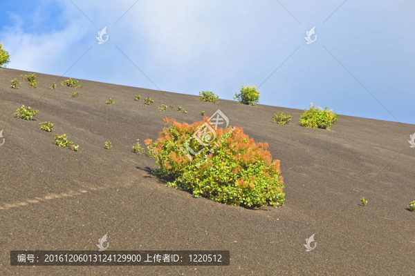 稀疏的植被在蒂曼法亞國(guó)家公園路線的火山