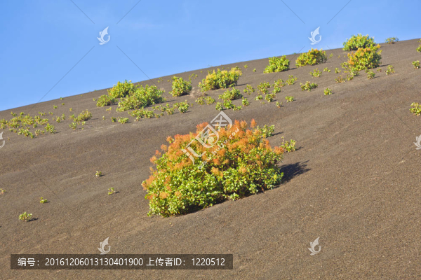 稀疏的植被在蒂曼法亞火山山國家公園