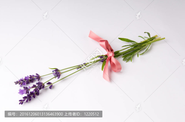 薰衣草