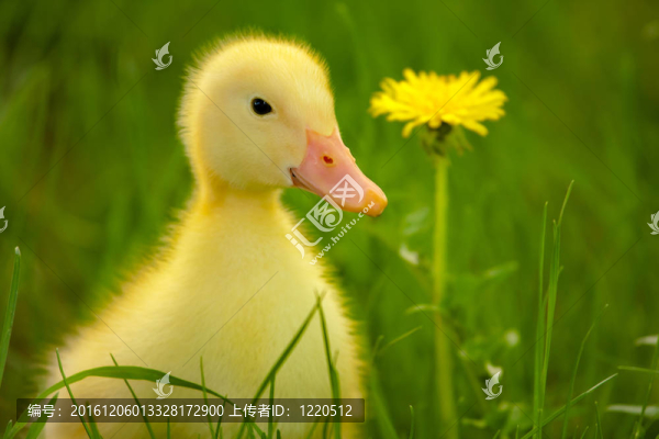 小鴨子