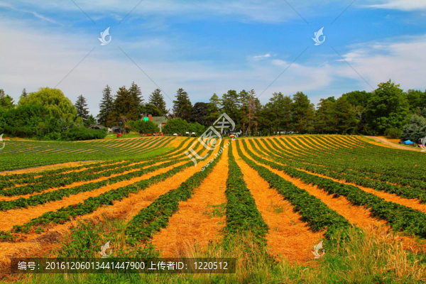 草莓場