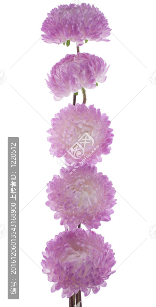 中國紫菀