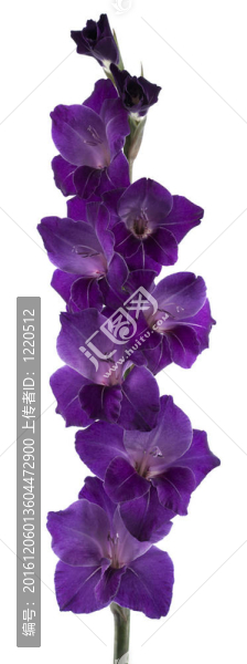 唐菖蒲