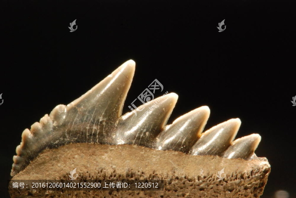 鯊魚牙