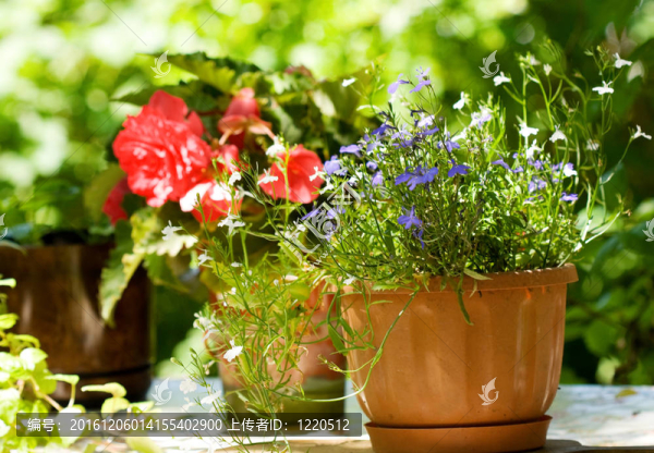 夏花
