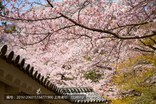 日本傳統(tǒng)園林櫻花