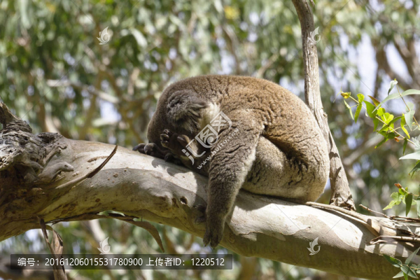 全Snooze,Koala