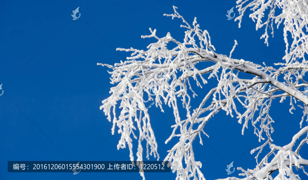 支雪