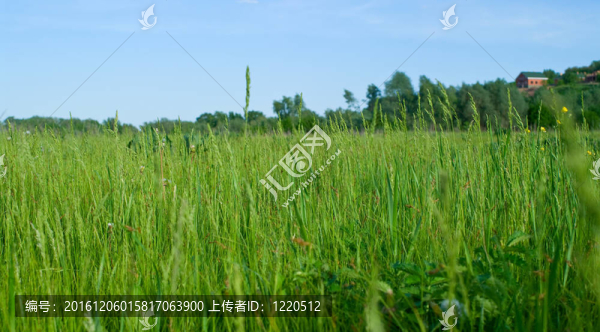 綠草和藍(lán)天