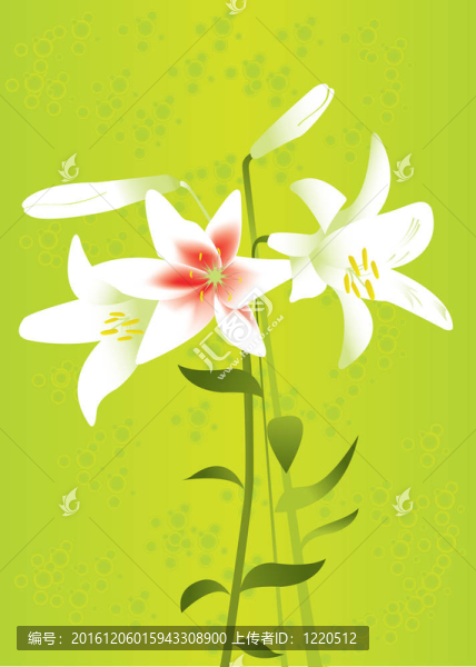百合花背景