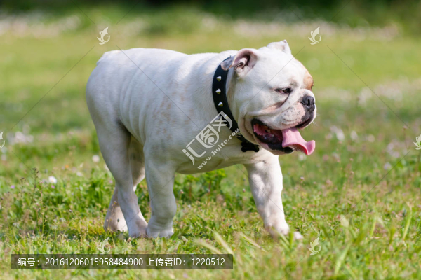 英國斗牛犬散步