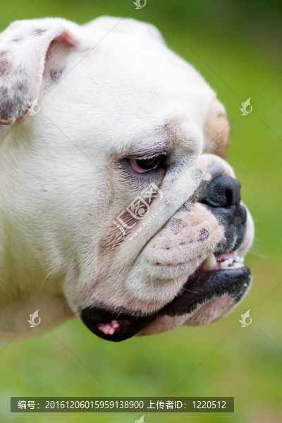 英國(guó)斗牛犬的畫像