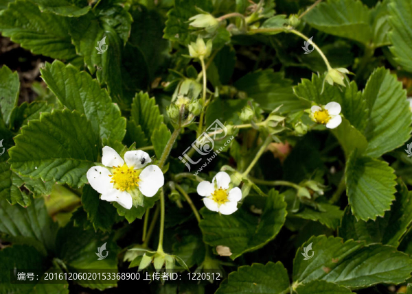 開(kāi)花的草莓