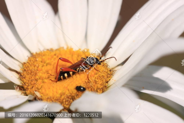 stenopterus魯弗斯（Linnaeus）