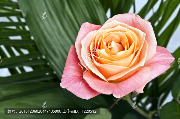 玫瑰