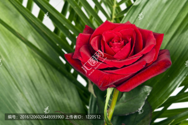 玫瑰