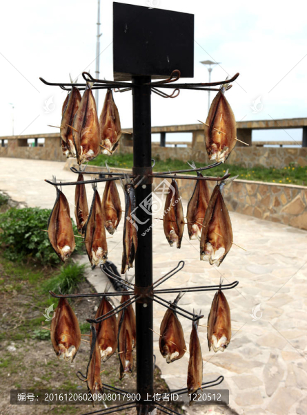 魚