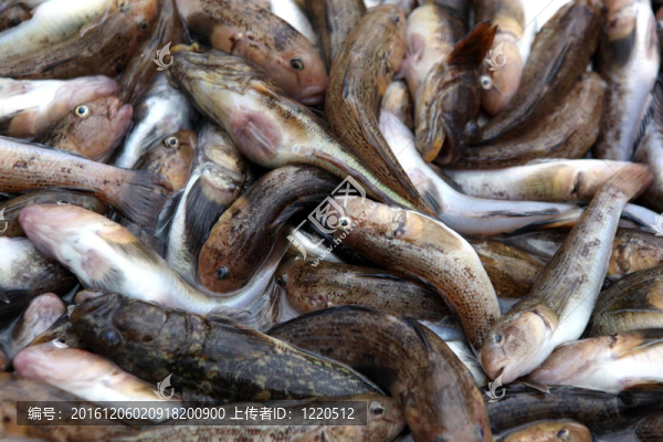 魚