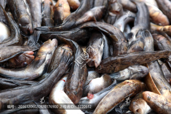 魚