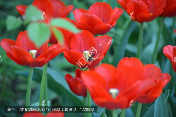 郁金香