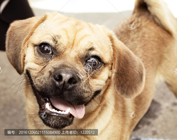 小Brown,Dog