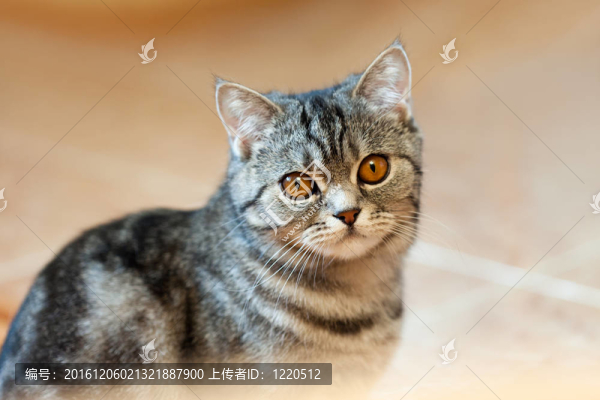 貓的動物