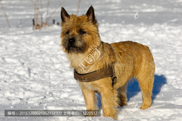 狗在雪中