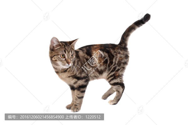 虎斑貓