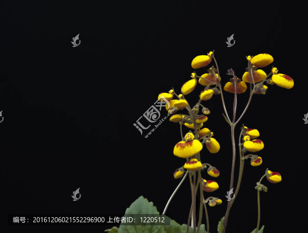 黑色拖鞋花的宏觀細節(jié)