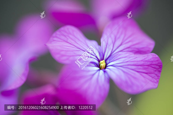 美麗的春天的花朵與誠(chéng)實(shí)散景BAC高調(diào)圖像