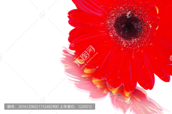 紅太陽(yáng)