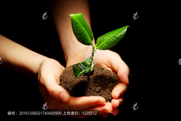 植物在手