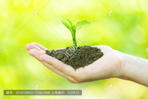 植物在手