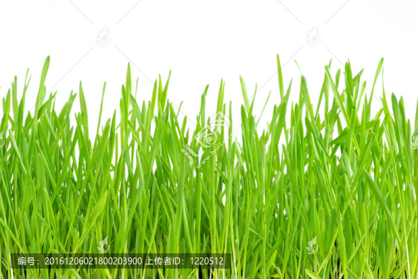 綠色的草