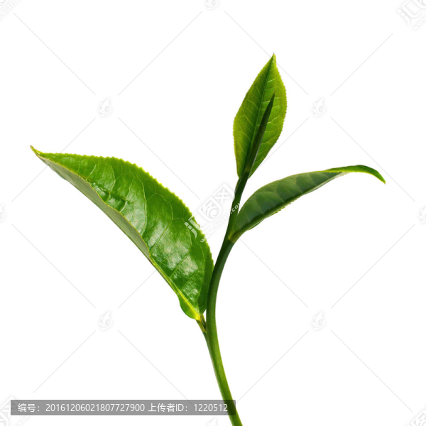 茶葉