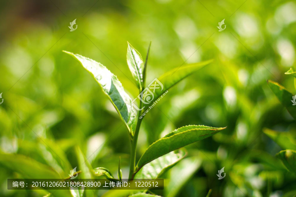 茶園